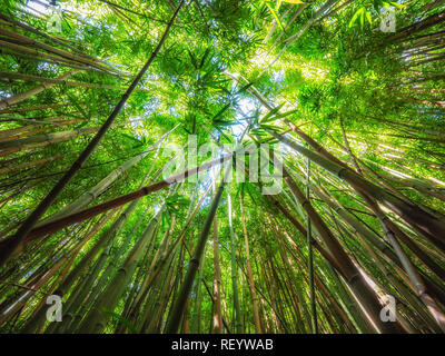 Il y a une vraiment cool le long de la forêt de bambou Pipiwai Trail sur la façon de l'Waimoku Falls sur l'île de Maui, Hawaii. À la recherche jusqu'au bamboo comme cela donne Banque D'Images