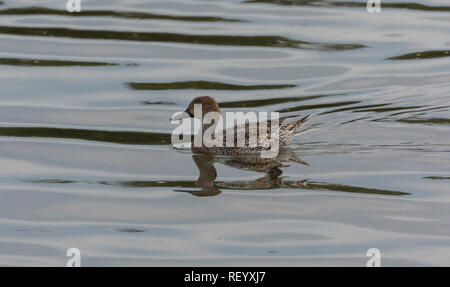 Le Canard pilet femelle, Anas acuta, sur la lagune côtière en plumage d'hiver. Banque D'Images