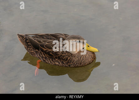 Canard tacheté mâle, Anas fulvigula, en plumage d'hiver, sur la lagune côtière, au Texas. Banque D'Images