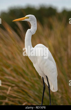 Grande aigrette Ardea alba, perché en roselière, Texas. Banque D'Images