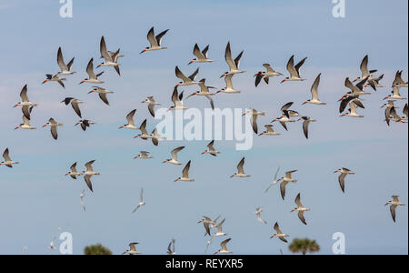 Troupeau de écumoires noires, Rynchops niger, en vol au-dessus de South Padre Island, Texas Banque D'Images