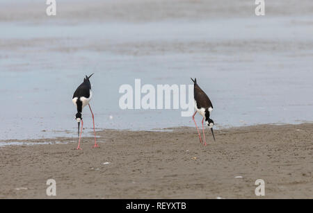 Échasse, Himantopus mexicanus, nourrir le long du rivage sur les mouches, en hiver. La côte du Texas. Banque D'Images