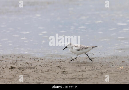 Sandpiper Calidris alba, commun à la recherche de nourriture en tideline, en plumage d'hiver. Banque D'Images
