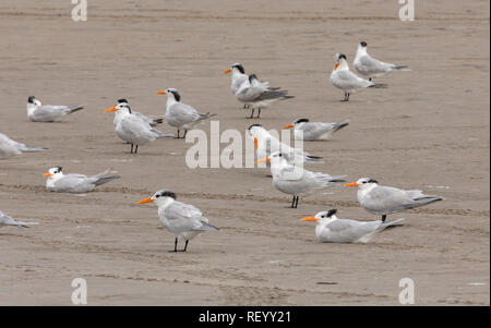 Sterne royale Thalasseus maximus, Flock se percher sur la plage en plumage d'hiver, la côte du Texas. Banque D'Images