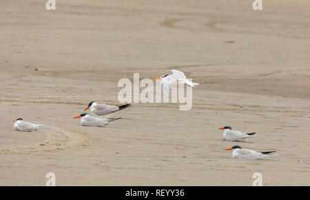 Sterne royale Thalasseus maximus, en vol au dessus de la sterne caspienne troupeau se percher sur la plage en plumage d'hiver, la côte du Texas. Banque D'Images