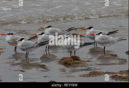 Sterne royale Thalasseus maximus, Flock se percher sur la plage en plumage d'hiver, la côte du Texas. Banque D'Images