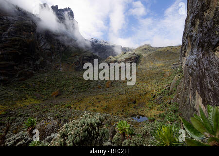 Le jour 6 de l'itinéraire, une fois summiting Kilembe Mont Stanley, les randonneurs descendent à elevaiton inférieur dans le parc national des Monts Rwenzori en Ouganda, un paysage assez passé Banque D'Images