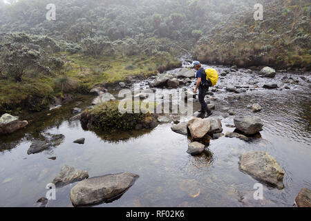 Randonneurs sur le parcours, Kilembe, Parc National des Monts Rwenzori en Ouganda, passent par la haute altitude zone de végétation alpine Afro et les cours d'eau. fréquents Banque D'Images