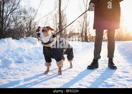 Marcher avec un chien en manteau sur froide journée d'hiver. Personne avec un chien en laisse sur la parka chaud dans un parc Banque D'Images