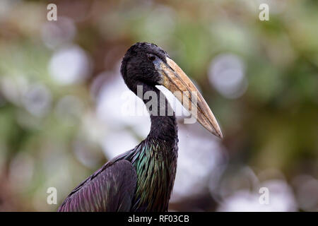 Un Africain Anastomus lamelligerus Openbill, perchoirs pour un portrait sur le Nil à Jinja, en Ouganda. Banque D'Images