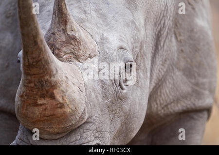 En Afrique du Sud, de nombreuses fermes à gibier, comme celle-ci dans la province du Limpopo, chambre rhino, qui présente des défis en matière de sécurité avec le braconnage Banque D'Images