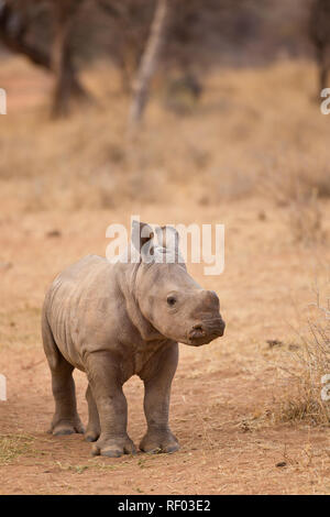 En Afrique du Sud, de nombreuses fermes à gibier, comme celle-ci dans la province du Limpopo, chambre rhino, qui présente des défis en matière de sécurité avec le braconnage Banque D'Images