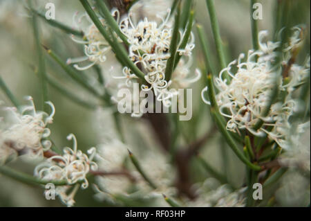 Fleurs sauvages de l'époque victorienne haut pays, Alpes australiennes, Victoria, Australie Banque D'Images