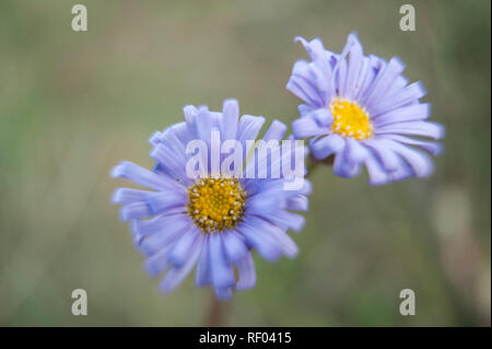 Fleurs sauvages de l'époque victorienne haut pays, Alpes australiennes, Victoria, Australie Banque D'Images