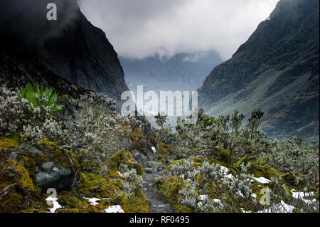 Le jour 5, les randonneurs sur la route, Kilembe laissez-passer de parc national des Monts Rwenzori Afro haute altitude zone de végétation alpine et profiter de la vue sur Kitandara Lakes Banque D'Images