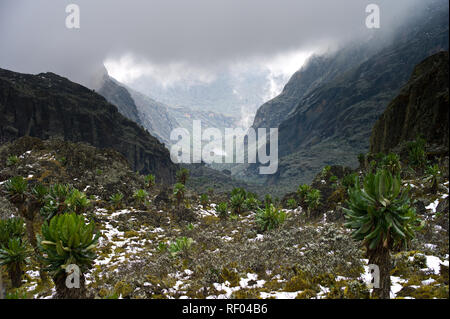 Le jour 5, les randonneurs sur la route, Kilembe laissez-passer de parc national des Monts Rwenzori Afro haute altitude zone de végétation alpine et profiter de la vue sur Kitandara Lakes Banque D'Images