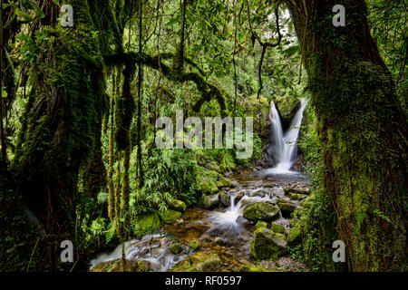 Le jour 1 randonneurs sur le Kilembe itinéraire par le Parc National des Monts Rwenzori (Ouganda, pouvez visiter Enock's Falls près de Sine Hut, une forêt pittoresque scène. Banque D'Images