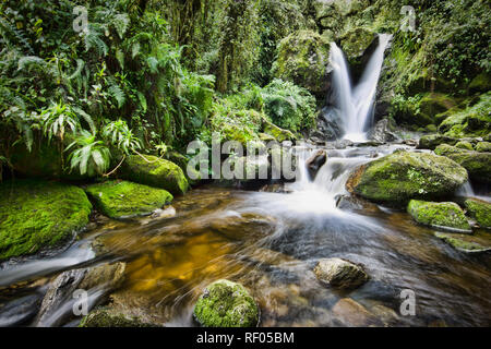 Le jour 1 randonneurs sur le Kilembe itinéraire par le Parc National des Monts Rwenzori (Ouganda, pouvez visiter Enock's Falls près de Sine Hut, une forêt pittoresque scène. Banque D'Images