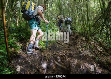 Le jour 2 les randonneurs sur la route Kilembe traversent la zone de bambou, Sinainaria alpina, sur sentiers boueux dans le parc national des Monts Rwenzori en Ouganda. Banque D'Images