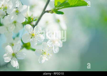 Beau printemps branches de fleurs de cerisier blanc contre fond bleu du ciel Banque D'Images