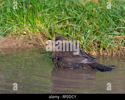 Merle noir Turdus merula femme baignant dans flaque matinée d'hiver dans la région de Norfolk Banque D'Images