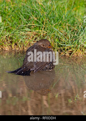 Merle noir Turdus merula femme baignant dans flaque matinée d'hiver dans la région de Norfolk Banque D'Images