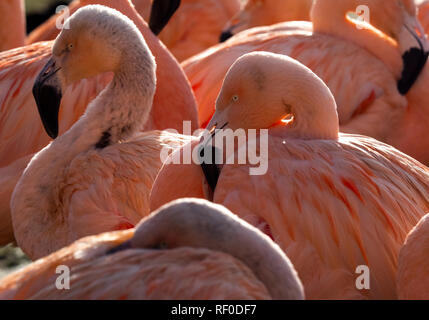 Flamant du Chili Phoenicopterus chilensis portrait captif Banque D'Images