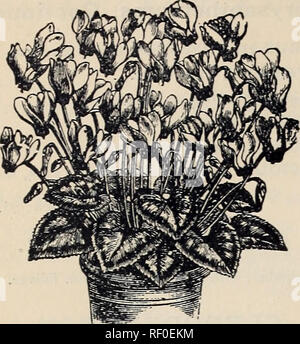 . Catalogue des plantes, graines de légumes et de fleurs. Pépinière Vermont catalogues ; légumes ; Catalogues Catalogues Catalogues de semences ; les fleurs. 18 George H. Masse, Woodstock, Vermont), Fougères, a continué. CYCLAMEN. DAHLIA. Grande fleur de haut, en différentes couleurs. Literie NAIN, grande fleur ; cultive environ 2 pieds de haut, en différentes couleurs. BOUQUET ou LILIPUTIAN, pousse jusqu'à 4 leet élevé ; Fleurs petites ; double, en différentes couleurs. 15 cents chacun ; 1,50 $ par douzaine de DAISY. Nouveau double blanc, SNOW CREST, une amélioration sur les anciennes variétés ; les fleurs sur de longues tiges raides, très double, Hardy. 10 cents chacun ; $1.00 par douzaine WHITE Banque D'Images