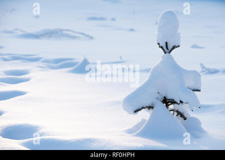 Petit arbre solitaire epicéa (Picea abies) recouvert de neige Banque D'Images