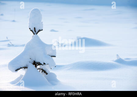 Petit arbre solitaire epicéa (Picea abies) recouvert de neige Banque D'Images