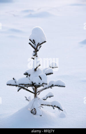 Petit arbre solitaire epicéa (Picea abies) recouvert de neige Banque D'Images