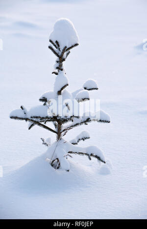 Petit arbre solitaire epicéa (Picea abies) recouvert de neige Banque D'Images