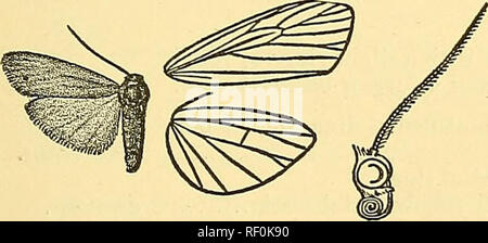 . Catalogue of the Lepidoptera Phalaenae au British Museum. Les mites, de lépidoptères. ILEMA. 143 d. Aile antérieure de mâle sans frange de balances en cellule. Un^. Aile antérieure avec postmedial subinfère et ligne rayures sombres sur les veines nebulosa. b. Aile antérieure sans marquage ct^. Aile postérieure en épaisseur revêtu d'écailles jaune-orange. repleia b-. Aile postérieure, aurifltia pâle finement à l'échelle. 279. Ilema nebulosa. Lithosia nehdosa, "Wlk. Journ. Linn. Soc, Zool. vi. p. 106 (1862) ; Swinh. No de cat. Het. Mus. Oxon. p. 127, pi. iv. f. 18 ; Kirby, Cat. Het. p. 320. S . Orange-jaune ; l'abdomen vers la base grisâtre. Po Banque D'Images