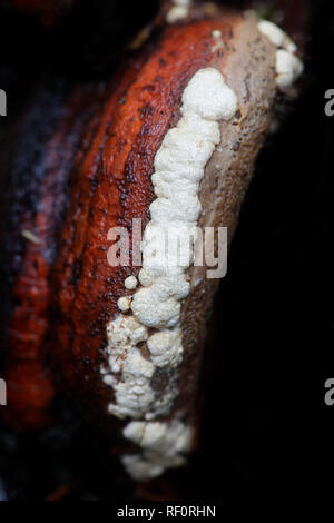 Coussin ocre, Hypocrea pulvinata, croissante comme un parasite sur la ceinture rouge conk, Fomitopsis pinicola. Banque D'Images