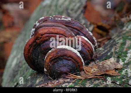 Coussin ocre, Hypocrea pulvinata, croissante comme un parasite sur la ceinture rouge conk, Fomitopsis pinicola. Banque D'Images