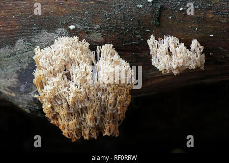 Artomyces pyxidatus, un champignon qui est communément appelé la couronne la couronne ou corail champignon de corail à pointe Banque D'Images
