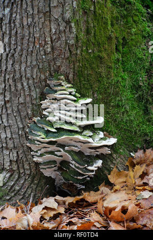 L'érable moussus, polypores Oxyporus populinus Banque D'Images