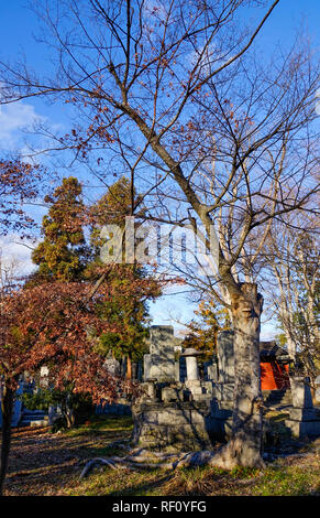 Nagano, Japon - Dec 30, 2015. D'énormes arbres au temple Zenkoji à Nagano, au Japon. Zenko-ji a été fondé avant le bouddhisme au Japon divisé en plusieurs différen Banque D'Images