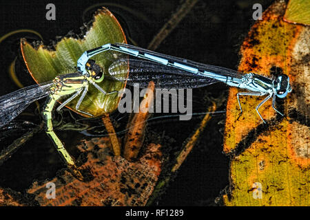 Les demoiselles bleues pondent dans les mauvaises herbes étang potamogeton partie femelle underwater Banque D'Images