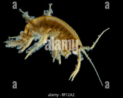 Vue latérale de la crevette d'eau douce dans l'eau du rétroéclairage couvert de protistes ciliés Gammarus pulex Banque D'Images