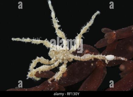 Achelia araignée de mer sur des espèces d'algues rouges x3 focus macro empilés Banque D'Images