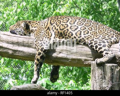 Leopard majestueux se reposant dans un arbre après un combat à South Luangwa NP, Zambie, Afrique Banque D'Images