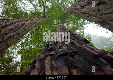 Séquoias Géants, Sequoiadendron gaganteum, comme ces à Redwood Forest National Park, California, United States, sont les plus grands arbres de la planète Banque D'Images