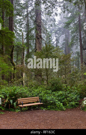 Séquoias Géants, Sequoiadendron gaganteum, comme ces à Redwood Forest National Park, California, United States, sont les plus grands arbres de la planète Banque D'Images