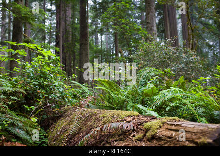 Séquoias Géants, Sequoiadendron gaganteum, comme ces à Redwood Forest National Park, California, United States, sont les plus grands arbres de la planète Banque D'Images