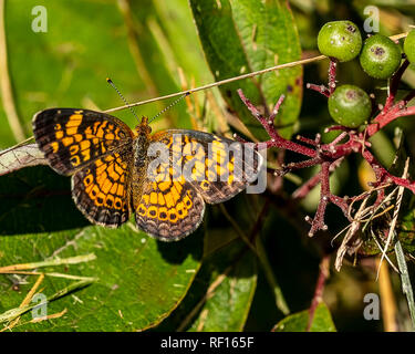 Une belle perle papillon croissant en appui sur une feuille. Banque D'Images