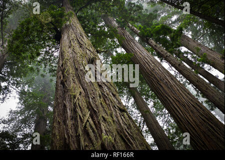 Séquoias Géants, Sequoiadendron gaganteum, comme ces à Redwood Forest National Park, California, United States, sont les plus grands arbres de la planète Banque D'Images