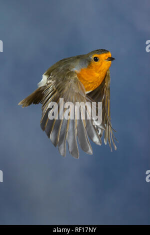 Rotkehlchen, fliegend, im Flug, Flugbild, Erithacus rubecula aux abords, robin, robin, robin redbreast, vol, flighing, le rouge-gorge familier Banque D'Images