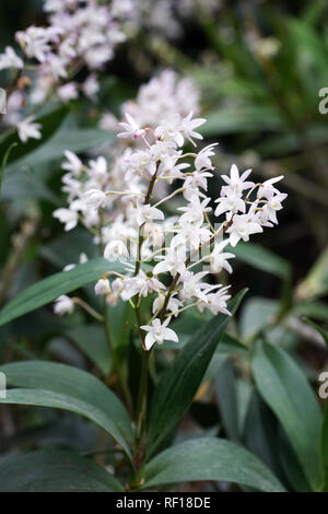 Dendrobium x delicatum 'Album' fleurs. Banque D'Images