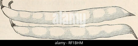. Catalogue de la semence Cox &AMP ; Plant Co. sur l'industrie des semences et graines de catalogues commerciaux ; catalogues ; graines de fleurs graines fruits ; Catalogues Catalogues ; les plantes, arbres ornementaux ; Catalogues Catalogues. Des semences et des COX CO. CATALOGUE. 325 lb la graines vendues à 100 lb par personne.. Cire d'or. Une nouveauté parmi les haricots nains tbe ; forte dans la croissance, l'attrayant en apparence ; en arrivant à échéance pour la table thirtv-cinq jours à partir de la germination. Pkt., 10c ; lb, 15c ; par 100 livres., 9,00 $. Début de Mohawk. Très tôt et il sera plus froid que la plupart des variétés de bush, et sur ce compte est considéré comme le meilleur pour les premiers semis ; pod Banque D'Images